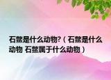 石鱉是什么動物?（石鱉是什么動物 石鱉屬于什么動物）