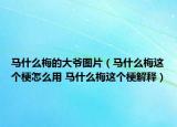 馬什么梅的大爺圖片（馬什么梅這個梗怎么用 馬什么梅這個梗解釋）