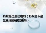 螞蟻是昆蟲動物嗎（螞蟻是不是昆蟲 螞蟻是昆蟲嗎）