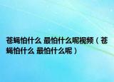 蒼蠅怕什么 最怕什么呢視頻（蒼蠅怕什么 最怕什么呢）