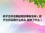 君子蘭開(kāi)花真的有好事發(fā)生嗎（君子蘭開(kāi)花有什么兆頭 反映了什么）