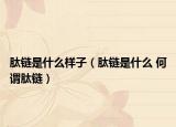 肽鏈?zhǔn)鞘裁礃幼樱逆準(zhǔn)鞘裁?何謂肽鏈）