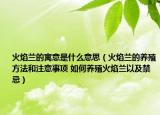 火焰蘭的寓意是什么意思（火焰蘭的養(yǎng)殖方法和注意事項 如何養(yǎng)殖火焰蘭以及禁忌）