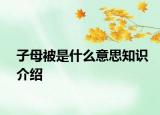 子母被是什么意思知識(shí)介紹