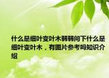 什么是細(xì)葉變?nèi)~木弱弱問下什么是細(xì)葉變?nèi)~木，有圖片參考嗎知識介紹